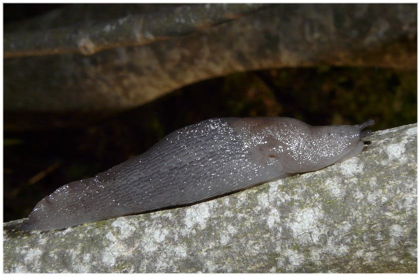 Alcuni Limax millepunctatus dal Gargano (FG)